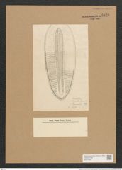 Surirella sp. (de-Toni-Nr.: Genus 53, Species 2298, 3705 } ?) Zeichnungen Sammlung Grunow Nr. 4826 (NHMW-BOT-W0372984)